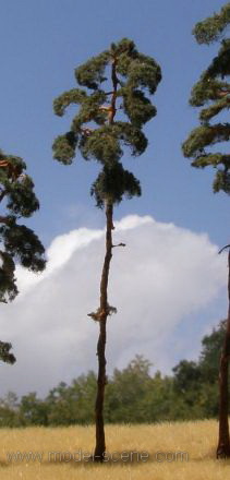 Pine-tree (180-220mm) - Click Image to Close