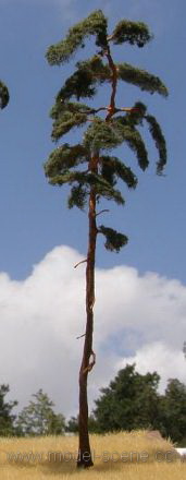 Pine-tree (230-270mm) - Click Image to Close